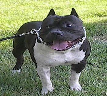 RAZORS EDGE CLP'S SHORT SHOT